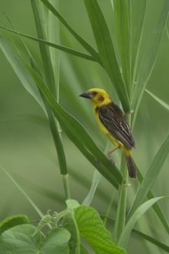 A male Finn’s weaver at the Haripora-Baur reservoir, Uttarakhand. (PHOTO: RAJESH PANWAR)
