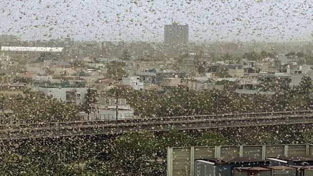 A swarm of locusts flies over DLF area in Gurugram,Saturday. (PTI) A swarm of locusts flies over DLF area in Gurugram,Saturday. (PTI)