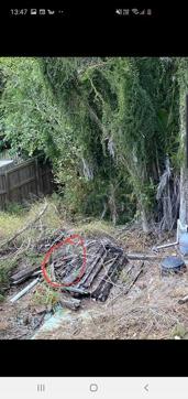 A Facebook user circled the snake’s hiding place on the image. (Faceboook) A Facebook user circled the snake’s hiding place on the image. (Faceboook)
