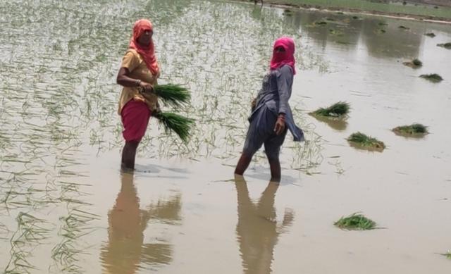 With farmers running from pillar to post in these unprecedented circumstances, women labourers offered to help out the farmers and agreed to work for lower wages than migrant workers (HT PHOTO ) With farmers running from pillar to post in these unprecedented circumstances, women labourers offered to help out the farmers and agreed to work for lower wages than migrant workers (HT PHOTO )