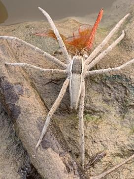 The Fish spider with a dragonfly prey on the Mirzapur bank. (Photo: Vikram Jit Singh) The Fish spider with a dragonfly prey on the Mirzapur bank. (Photo: Vikram Jit Singh)
