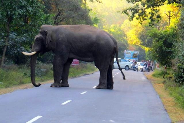 The ‘giant’ elephant spotted near Tedhipuliya region near Haridwar. (HT Photos) The ‘giant’ elephant spotted near Tedhipuliya region near Haridwar. (HT Photos)