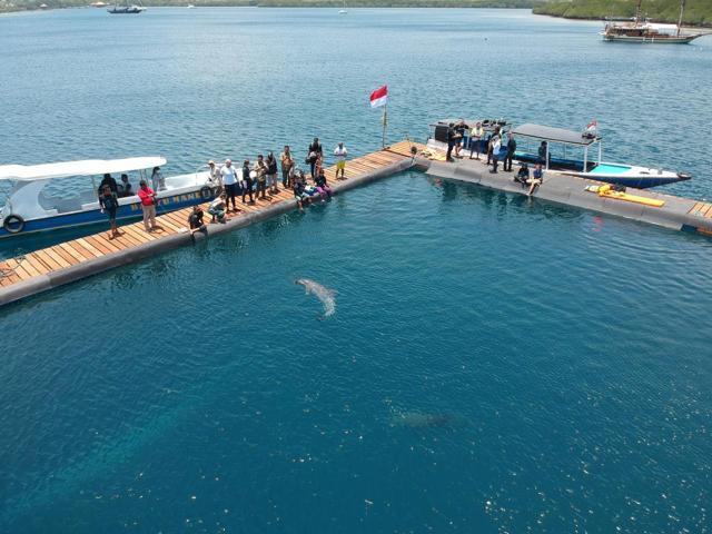 Bottlenose dolphins Johnny and Dewa are seen at the Bali Dolphin Sanctuary rehabilitation centre. (REUTERS) Bottlenose dolphins Johnny and Dewa are seen at the Bali Dolphin Sanctuary rehabilitation centre. (REUTERS)