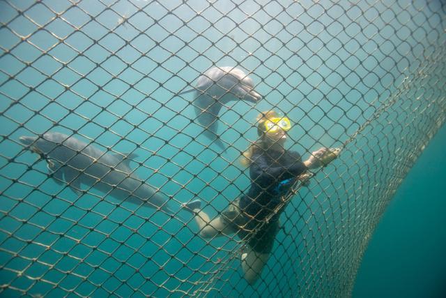 Bottlenose dolphins Rocky and Rambo are seen as Femke Den Haas cleans a net. (REUTERS) Bottlenose dolphins Rocky and Rambo are seen as Femke Den Haas cleans a net. (REUTERS)