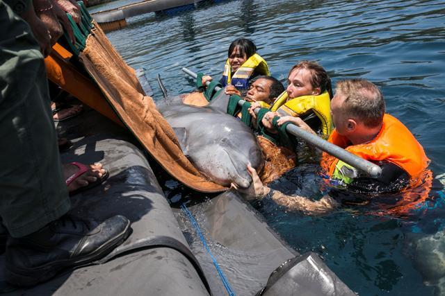 People prepare a bottlenose dolphin Dewa to move to Bali Dolphin Sanctuary rehabilitation centre. (REUTERS) People prepare a bottlenose dolphin Dewa to move to Bali Dolphin Sanctuary rehabilitation centre. (REUTERS)
