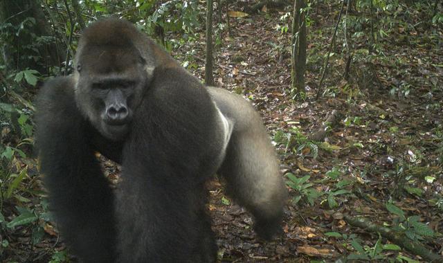 This photo taken by a camera trap shows a Cross River gorilla in the Mbe Mountains of Nigeria. (AP) This photo taken by a camera trap shows a Cross River gorilla in the Mbe Mountains of Nigeria. (AP)
