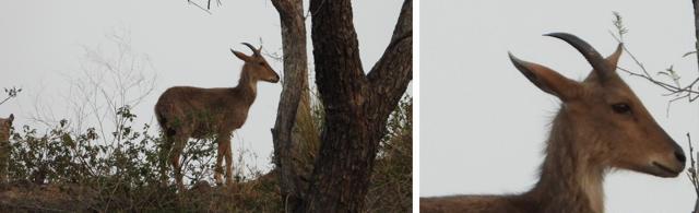 A glimpse of the one-horned Goral, Morni hills. (Photo: Rajesh Jogpal)