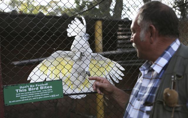 Gary Strafford, a Zimbabwean falconer, reacts with a parrot, at his bird sanctuary, Kuimba Shiri, near Harare, Zimbabwe, Wednesday, June, 17, 2020. (AP) Gary Strafford, a Zimbabwean falconer, reacts with a parrot, at his bird sanctuary, Kuimba Shiri, near Harare, Zimbabwe, Wednesday, June, 17, 2020. (AP)