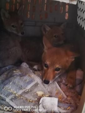 Little rescued pup on its way to the rescue centre. (Facebook/ WRSOS) Little rescued pup on its way to the rescue centre. (Facebook/ WRSOS)