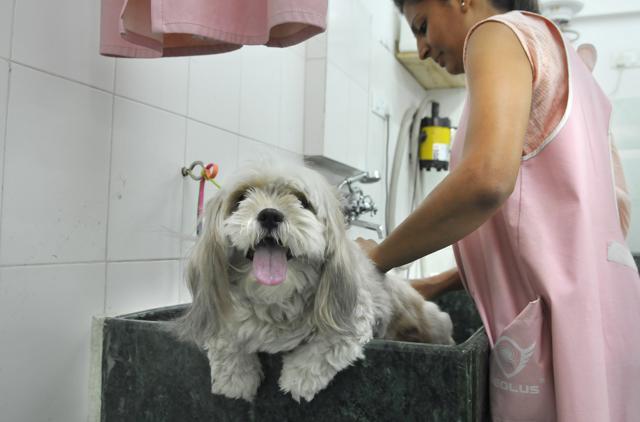 Salon owners say that pet parents must not wait inside the salons during the duration of the appointment, to avoid overcrowding during Covid-19. (Abhinav Saha/HT (For representational purpose only)) Salon owners say that pet parents must not wait inside the salons during the duration of the appointment, to avoid overcrowding during Covid-19. (Abhinav Saha/HT (For representational purpose only))