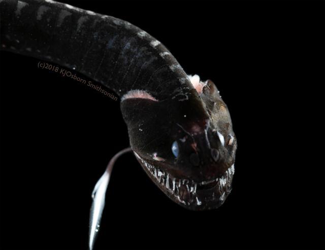 The deep-sea fish found to have a unique arrangement of pigment-packed granules. (REUTERS/Karen Osborn, Smithsonian National Museum of Natural History) The deep-sea fish found to have a unique arrangement of pigment-packed granules. (REUTERS/Karen Osborn, Smithsonian National Museum of Natural History)