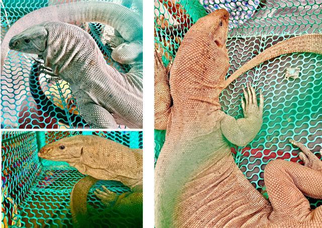 Views of the Bengal Monitor lizard rescued from Swastik Vihar. (Photos: Vikram Jit Singh) Views of the Bengal Monitor lizard rescued from Swastik Vihar. (Photos: Vikram Jit Singh)