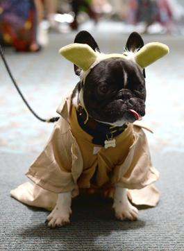 Rupert the French Bulldog attends day 2 of Comic-Con International on Friday, July 22, 2016, in San Diego. (Powers Imagery/Invision/AP) Rupert the French Bulldog attends day 2 of Comic-Con International on Friday, July 22, 2016, in San Diego. (Powers Imagery/Invision/AP)