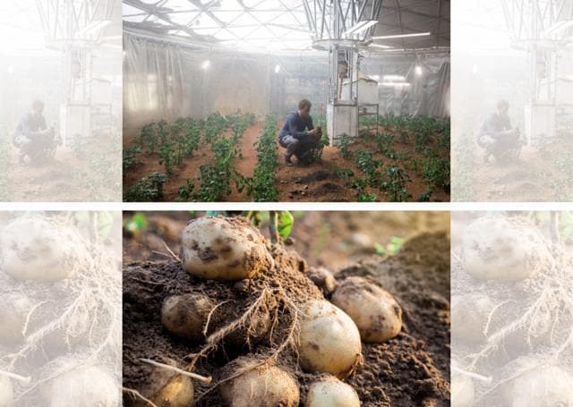 In The Martian (2015), Matt Damon is seen growing potatoes on Mars In The Martian (2015), Matt Damon is seen growing potatoes on Mars