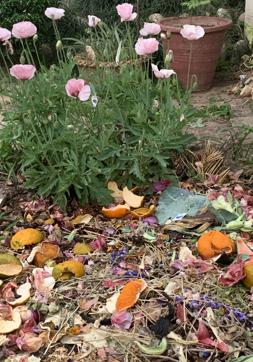 Light-pink poppies bloom in the compost pit amid the decomposition of kitchen and garden wastes. (PHOTO: VIKRAM JIT SINGH) Light-pink poppies bloom in the compost pit amid the decomposition of kitchen and garden wastes. (PHOTO: VIKRAM JIT SINGH)