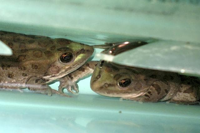 snow leopard frog cycle