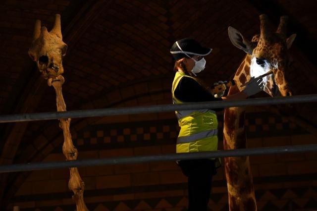 A conservation team member at the Natural History Museum cleans a giraffe during preparations to reopen, after the outbreak of the coronavirus disease (COVID-19) caused its closure, in London, Britain July 27, 2020. (REUTERS)
