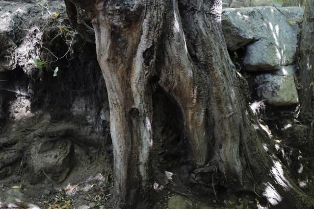 Detail of the tree roots at the exact location, closed by a protection barricade where Dutch master Vincent van Gogh painted his last work,"Tree Roots," on a back street of the village of Auvers-sur-Oise, 35 kilometers (21 miles) north of Paris, Wednesday, July 29, 2020. A Dutch researcher Wouter van der Veen, scientific director of the Van Gogh Institute in France, has pinpointed the exact location where Vincent van Gogh painted his last work. Villagers know the spot and the main tree root well, even giving it the name "the elephant" because of its shape, Van der Veen said. Experts said Wednesday that the discovery gives art historians new insights into the anguished artist's mental state on the day he is believed to have shot himself in a wheat field north of Paris. (AP) Detail of the tree roots at the exact location, closed by a protection barricade where Dutch master Vincent van Gogh painted his last work,"Tree Roots," on a back street of the village of Auvers-sur-Oise, 35 kilometers (21 miles) north of Paris, Wednesday, July 29, 2020. A Dutch researcher Wouter van der Veen, scientific director of the Van Gogh Institute in France, has pinpointed the exact location where Vincent van Gogh painted his last work. Villagers know the spot and the main tree root well, even giving it the name "the elephant" because of its shape, Van der Veen said. Experts said Wednesday that the discovery gives art historians new insights into the anguished artist's mental state on the day he is believed to have shot himself in a wheat field north of Paris. (AP)
