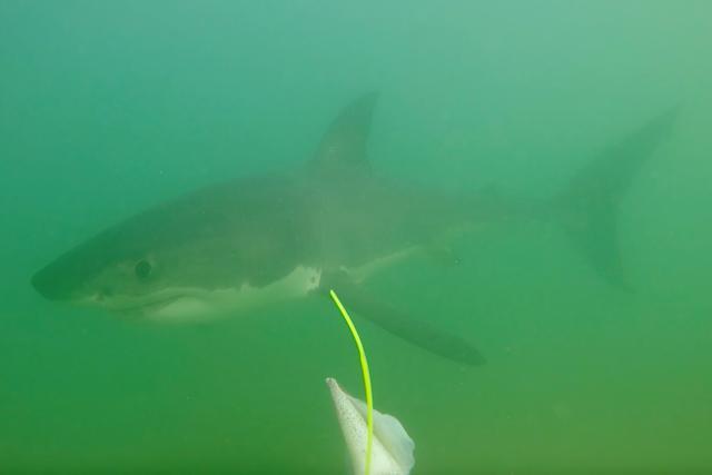 California State University of Long Beach Shark Lab scientists deploy baited remote underwater videos to opportunistically capture juvenile white shark "selfies". Using coloration unique to each animal's gills, pelvic fin, and tail fin the scientists can identify individual animals. Picture taken November 7, 2019. (Patrick Rex/Shark Lab/Handout via REUTERS) California State University of Long Beach Shark Lab scientists deploy baited remote underwater videos to opportunistically capture juvenile white shark "selfies". Using coloration unique to each animal's gills, pelvic fin, and tail fin the scientists can identify individual animals. Picture taken November 7, 2019. (Patrick Rex/Shark Lab/Handout via REUTERS)