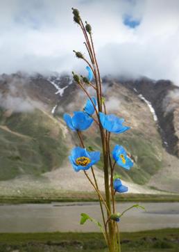Himalayan Blue poppies on the road to Zanskar, Ladakh. (PHOTO: PETER SHEPPARD)