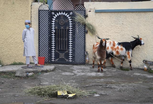 A Kashmiri boy wearing a face mask stands near goats tied outside his home on Eid in Srinagar, Indian controlled Kashmir, Saturday, Aug. 1, 2020. Eid al-Adha, or the Feast of the Sacrifice, is marked by sacrificing animals to commemorate the prophet Ibrahim's faith in being willing to sacrifice his son. (AP) A Kashmiri boy wearing a face mask stands near goats tied outside his home on Eid in Srinagar, Indian controlled Kashmir, Saturday, Aug. 1, 2020. Eid al-Adha, or the Feast of the Sacrifice, is marked by sacrificing animals to commemorate the prophet Ibrahim's faith in being willing to sacrifice his son. (AP)