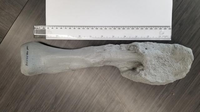 A cast of the fibula - lower leg bone - from Centrosaurus apertus, a horned dinosaur that lived 76 million years ago in the Canadian province of Alberta, is seen disfigured by aggressive malignant bone cancer - an osteosarcoma Ð in this image released on August 3, 2020. Mark Crowther/Handout via REUTERS THIS IMAGE HAS BEEN SUPPLIED BY A THIRD PARTY. (via REUTERS)