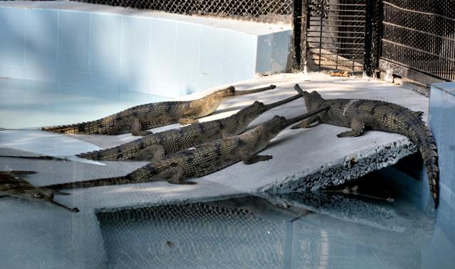 A bask of gharials, endemic to the Indian subcontinent, at the zoo. (HT File Photo) A bask of gharials, endemic to the Indian subcontinent, at the zoo. (HT File Photo)