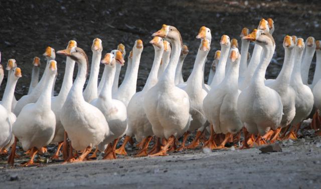 A gaggle of geese, one of the major delights for the younger visitors at the zoo. (HT File Photo) A gaggle of geese, one of the major delights for the younger visitors at the zoo. (HT File Photo)