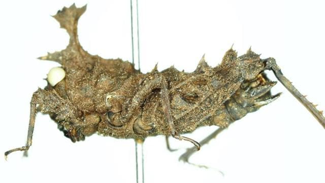 The newly discovered species Cladonotus Bhaskari. (Josip Skejo/University of Zagreb ) The newly discovered species Cladonotus Bhaskari. (Josip Skejo/University of Zagreb )