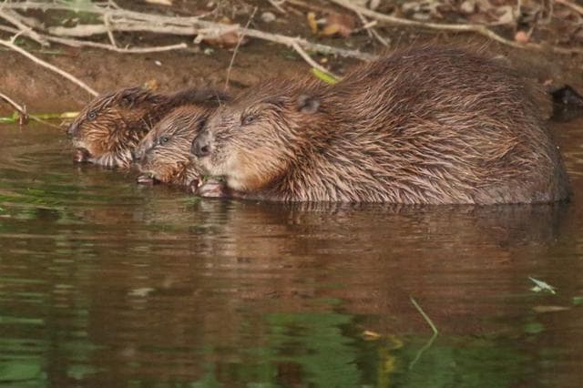 A female beaver with kits is pictured at the River Otter. (Devon Wildlife Trust/Handout via REUTERS )