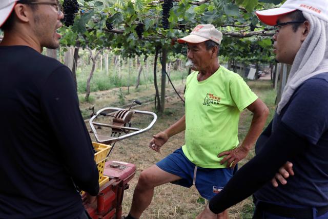 Hung Chi-pei, 72, the owner of the grape farm take a break from harvesting grapes at Shu Sheng Leisure Domaine in Taichung, Taiwan, July 20, 2020. (REUTERS) Hung Chi-pei, 72, the owner of the grape farm take a break from harvesting grapes at Shu Sheng Leisure Domaine in Taichung, Taiwan, July 20, 2020. (REUTERS)