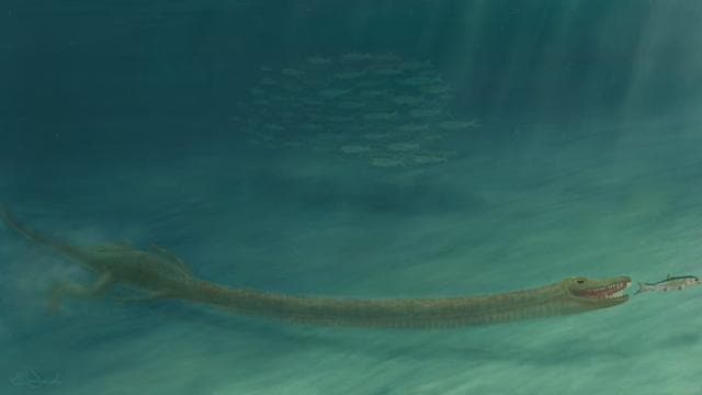 An illustration of Tanystropheus shared on Twitter. (Twitter/Field Museum (Emma Finley-Jacob)) An illustration of Tanystropheus shared on Twitter. (Twitter/Field Museum (Emma Finley-Jacob))