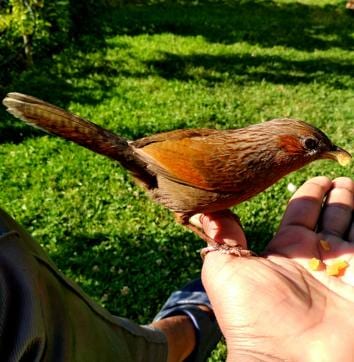 The thrush relishing raisins from Deepak’s hand. (PHOTO: DEEPAK ATHEIST) The thrush relishing raisins from Deepak’s hand. (PHOTO: DEEPAK ATHEIST)