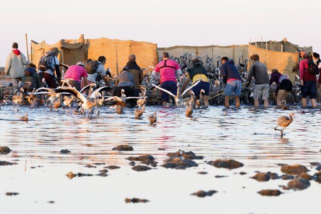 The numbers of pink flamingos may be the highest since experts began keeping records 45 years ago, said Thierry Marmol, guardian of the lands. (AP) The numbers of pink flamingos may be the highest since experts began keeping records 45 years ago, said Thierry Marmol, guardian of the lands. (AP)