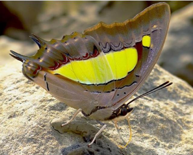 The image shows a Polyura bharata, one of the new species of butterfly found in Matheran. (Biodiversity Data Journal/Finding the forgotten gems: revisiting the butterflies of Matheran after 125 years with introduction to novel colour barcode for depicting seasons and activity of the Indian butterflies) The image shows a Polyura bharata, one of the new species of butterfly found in Matheran. (Biodiversity Data Journal/Finding the forgotten gems: revisiting the butterflies of Matheran after 125 years with introduction to novel colour barcode for depicting seasons and activity of the Indian butterflies)