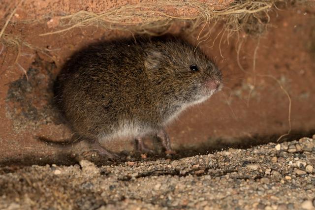A meadow vole. (Shutterstock)