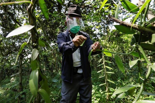 Iton Rifa'i, a 74-year-old vanilla farmer, wearing a face shield and protective mask while treating his vanilla vines at Kebon Kakek farm in Serang, Banten province, Indonesia, July 25, 2020. (REUTERS/Willy Kurniawan)