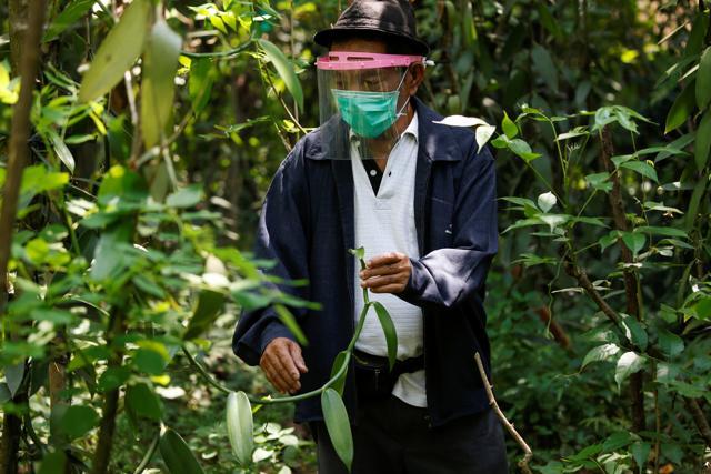 Iton Rifa'i, a 74-year-old vanilla farmer, wearing a face shield and protective mask while treating his vanilla vines at Kebon Kakek farm in Serang, Banten province, Indonesia, July 25, 2020. (REUTERS/Willy Kurniawan)