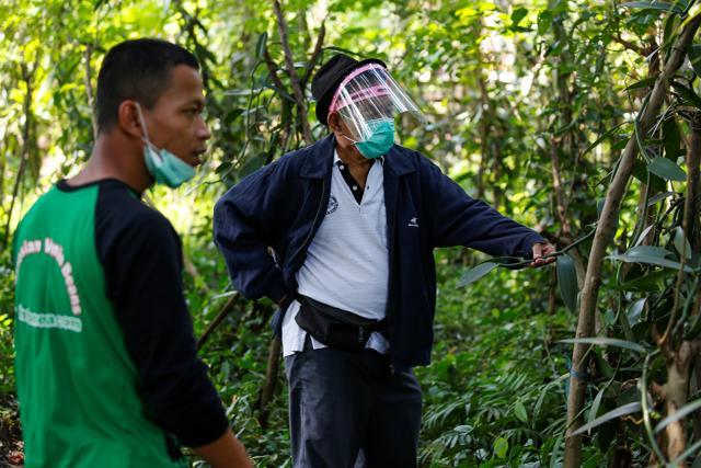 Vanilla farmers Mohamad Akbar Budiman, 30, and Iton Rifa'i, 74, check their vanilla vines at Kebon Kakek farm in Serang, Banten province, Indonesia, July 25, 2020. (REUTERS/Willy Kurniawan)