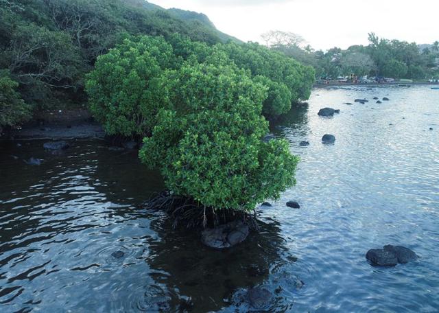 General view of mangrove trees covered in oil from the bulk carrier ship MV Wakashio, belonging to a Japanese company but Panamanian-flagged, ran aground on a reef, at the Riviere des Creoles, Mauritius, August 13, 2020. (REUTERS) General view of mangrove trees covered in oil from the bulk carrier ship MV Wakashio, belonging to a Japanese company but Panamanian-flagged, ran aground on a reef, at the Riviere des Creoles, Mauritius, August 13, 2020. (REUTERS)