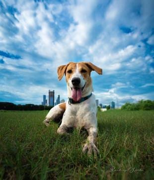 Indigenous breeds adapt easily to local weather and environment (Instagram/ @randeephooda)