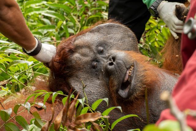 An orangutan named Boncel is translocated to a in Ketapang after being rescued. (REUTERS) An orangutan named Boncel is translocated to a in Ketapang after being rescued. (REUTERS)