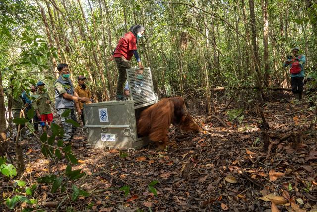 An orangutan named Boncel is translocated to the main forest after being rescued. (REUTERS) An orangutan named Boncel is translocated to the main forest after being rescued. (REUTERS)