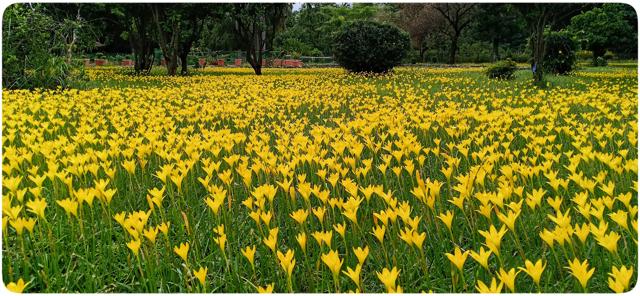 The many-splendoured Rain lilies at Panjab University. (PHOTO: SUKHWANT S. RAJ) The many-splendoured Rain lilies at Panjab University. (PHOTO: SUKHWANT S. RAJ)