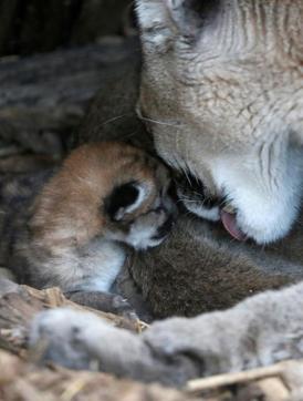 A newly-born baby puma stands with her mother Maeli at Paris Zoological Park in the Bois de Vincennes, France. (REUTERS) A newly-born baby puma stands with her mother Maeli at Paris Zoological Park in the Bois de Vincennes, France. (REUTERS)