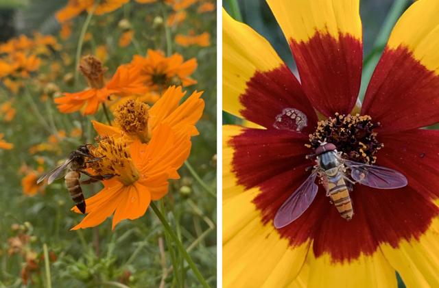 A honey bee and (on right) a Hoverfly in the writer’s garden, Sector 19, Chandigarh. (Photo: Vikram Jit Singh) A honey bee and (on right) a Hoverfly in the writer’s garden, Sector 19, Chandigarh. (Photo: Vikram Jit Singh)