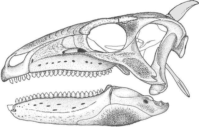 jurassic period fossils