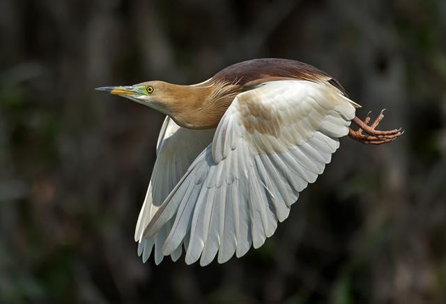 Pond heron. (Vijay Cavale) Pond heron. (Vijay Cavale)