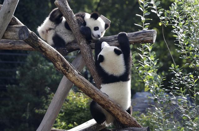 The Panda cubs Meng Xiang (nickname Piet), right, and Meng Yuan (nickname Paule), left, are climb in their enclosure during their first birthday in Berlin, Germany. (AP) The Panda cubs Meng Xiang (nickname Piet), right, and Meng Yuan (nickname Paule), left, are climb in their enclosure during their first birthday in Berlin, Germany. (AP)