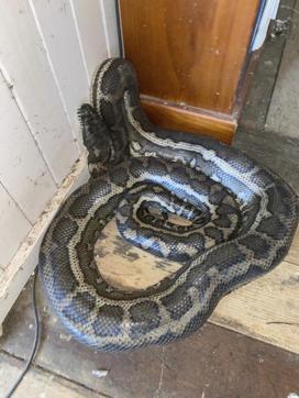 Terrifying moment two pythons crash through skylight and battle each other  in woman's shower